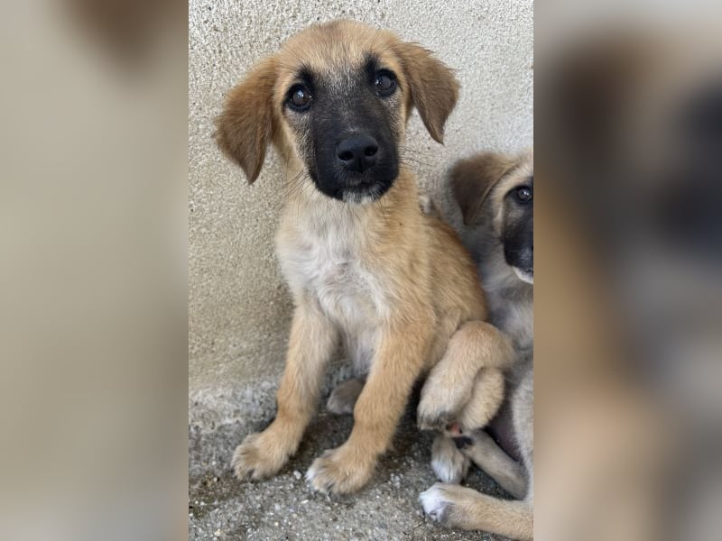 Cindy, geb. ca. 03/2026, lebt in GRIECHENLAND, im städt. Tierheim Serres