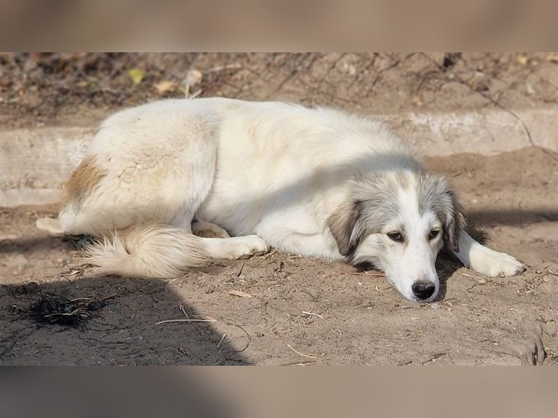 Shirin, geb. ca. 02/2024, lebt in GRIECHENLAND, im städt. Tierheim Serres