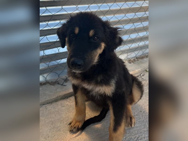 Philea-Noemi, geb. ca. 08/2025, lebt in GRIECHENLAND, im städt. Tierheim Serres