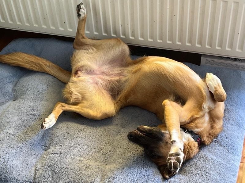 Georgia, geb. ca. 05/2019, lebt bei einer Familie in 13503 Berlin