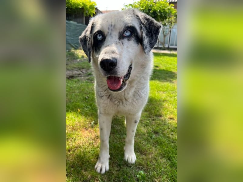 Snow, geb. ca. 06/2023, lebt auf einer Pflegestelle in 47652 Weeze