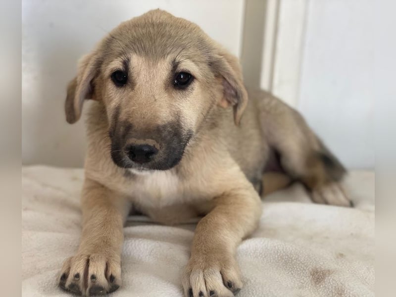 Glandy, geb. ca. 03/2025, lebt in GRIECHENLAND, im städt. Tierheim Serres