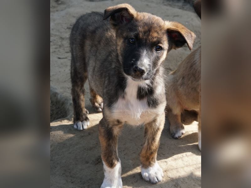 Corbel, geb. ca. 12/25, lebt in GRIECHENLAND, auf einer privaten Pflegestelle