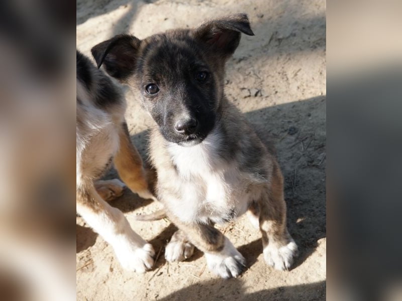 Candara, geb. ca. 12/25, lebt in GRIECHENLAND, auf einer privaten Pflegestelle