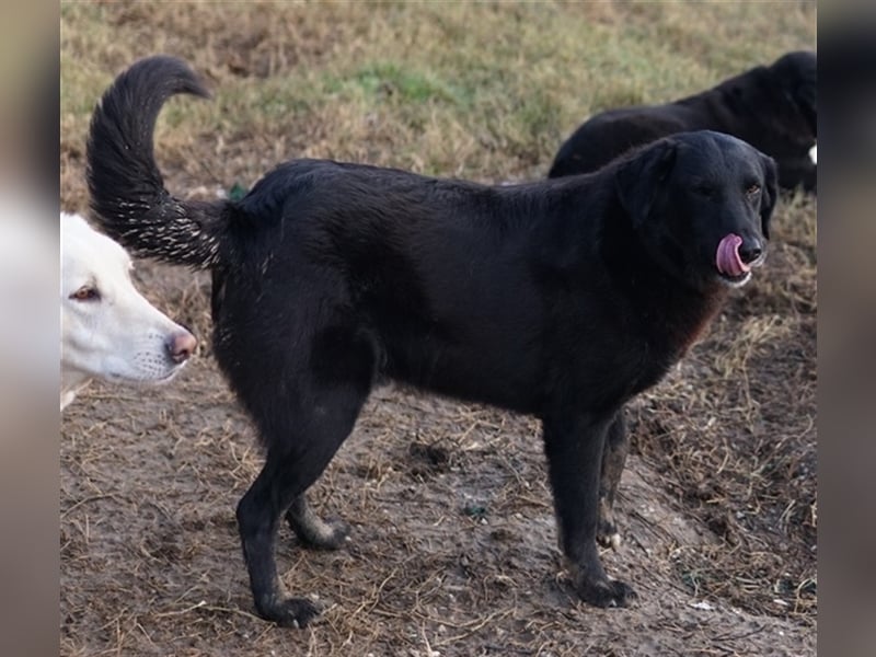 Swarzi, geb. 02/2018, lebt in GRIECHENLAND, im städt. Tierheim Serres