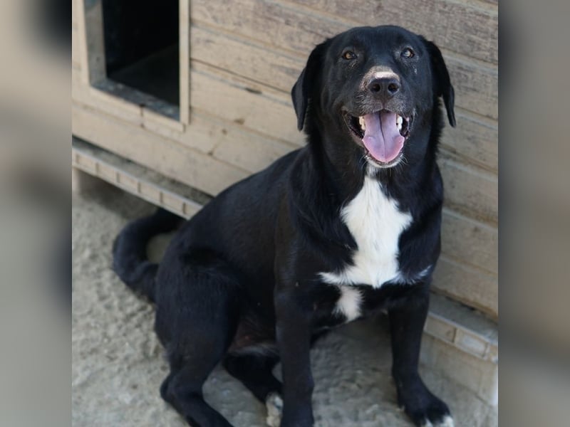 Ria, geb. ca. 10/2024, lebt in GRIECHENLAND, im städt. Tierheim Serres