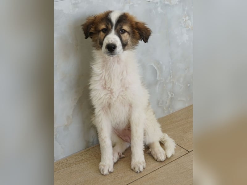 Vera, geb. ca. 12/2025, lebt in GRIECHENLAND, auf einer privaten Pflegestelle