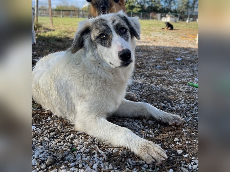 Gerda, geb. ca. 02/2023, lebt in GRIECHENLAND, im städt. Tierheim Serres