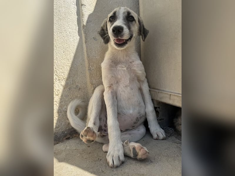 Maliya, geb. ca. 04/2025, lebt in GRIECHENLAND, auf einer privaten Pflegestelle