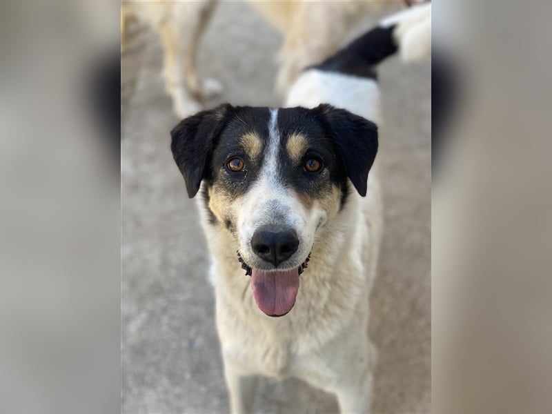 Fanny, geb. ca. 04/2021, lebt in GRIECHENLAND, im städt. Tierheim Serres