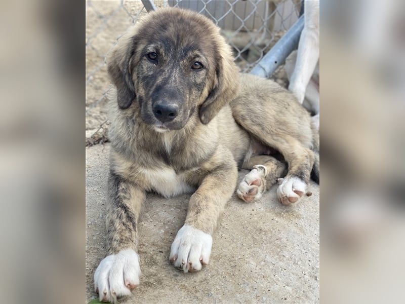 Amelie, geb. ca. 02/2024, lebt in GRIECHENLAND, im städt. Tierheim Serres