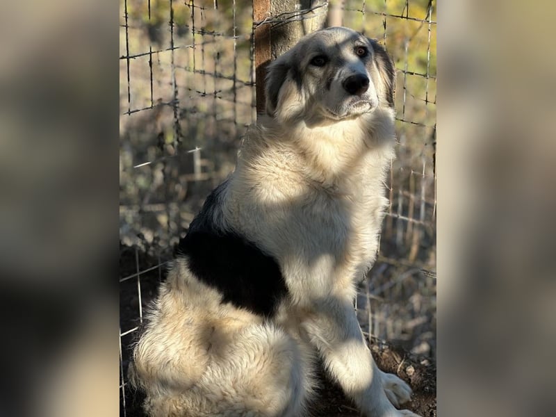 Sally Brown, geb. ca. 12/2023, lebt in GRIECHENLAND, auf einer privaten Pflegestelle
