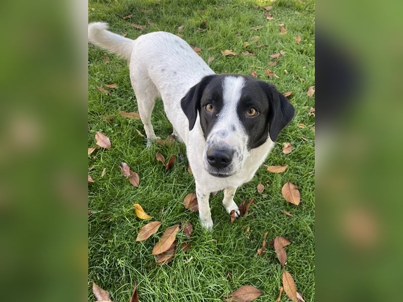 Penny, geb. ca. 05/2023, lebt in GRIECHENLAND, im städt. Tierheim Serres