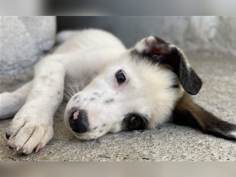 Benda, geb. ca. 06/2023, lebt in GRIECHENLAND, im städt. Tierheim Serres