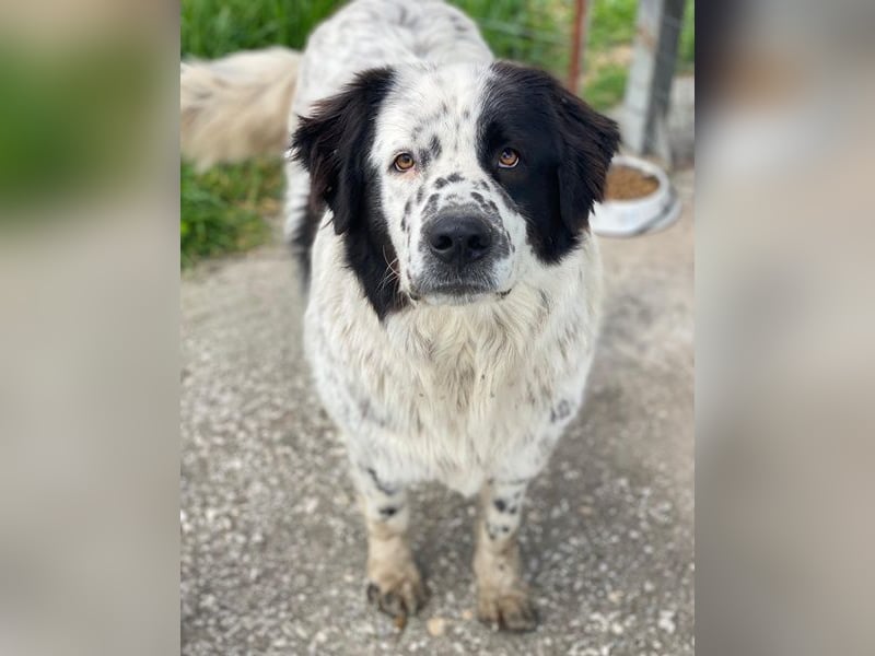 Blossom, geb. ca. 09/2024, lebt in GRIECHENLAND, beim städt. Tierheim Serres