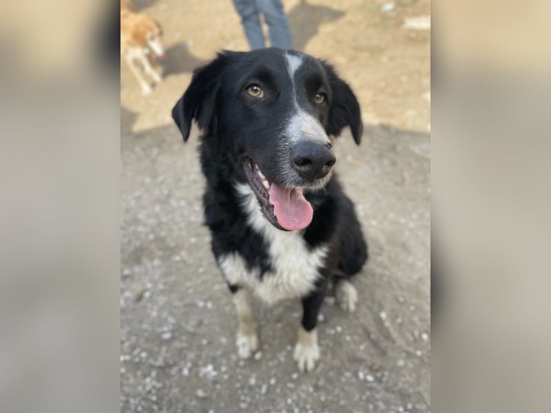 Meredith, geb. ca. 01/2022, lebt in GRIECHENLAND, auf einem Gelände, auf dem die Hunde notdürftig ve