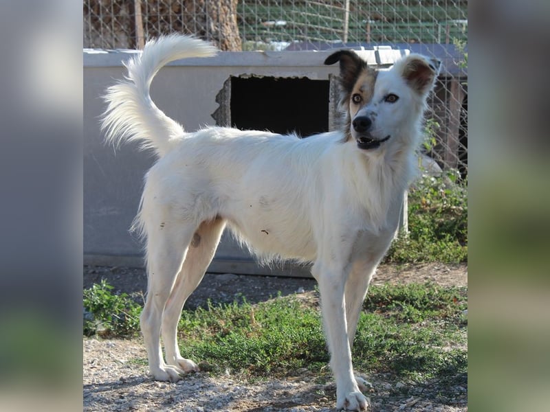 Motti, geb. ca. 07/2023, lebt in GRIECHENLAND, im städt. Tierheim Serres