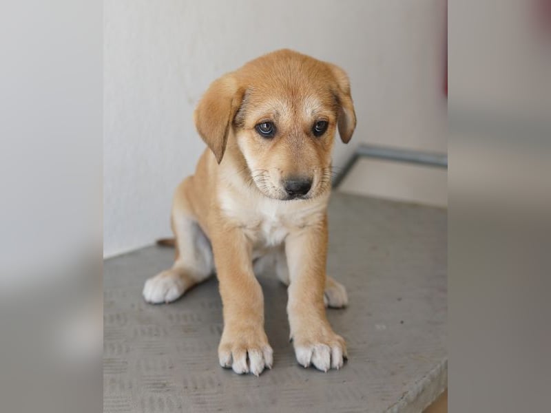 Krissy, geb. ca. 12/2025, lebt in GRIECHENLAND, auf einer privaten Pflegestelle