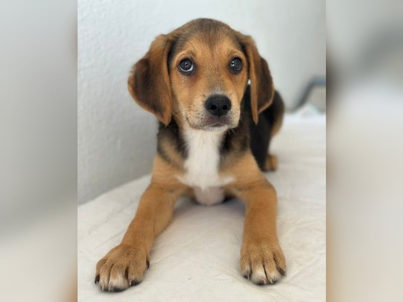 Holly, geb. ca. 03/2026, lebt in GRIECHENLAND, im städt. Tierheim Serres