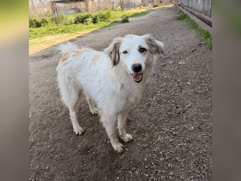 Eika, geb. ca. 02/2023, lebt in GRIECHENLAND, im städt. Tierheim Serres