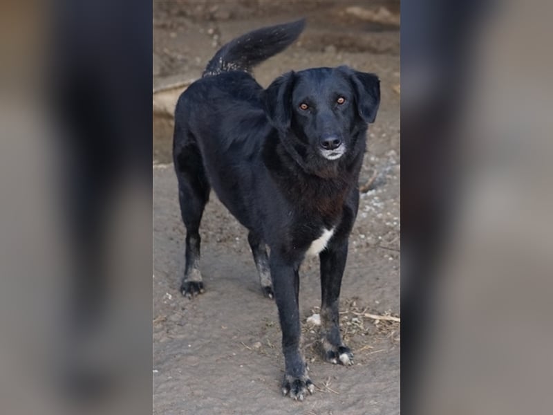 Swarzi, geb. 02/2018, lebt in GRIECHENLAND, im städt. Tierheim Serres