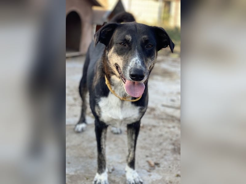 Mareen, geb. 12/2017, lebt in GRIECHENLAND, im städt. Tierheim Serres