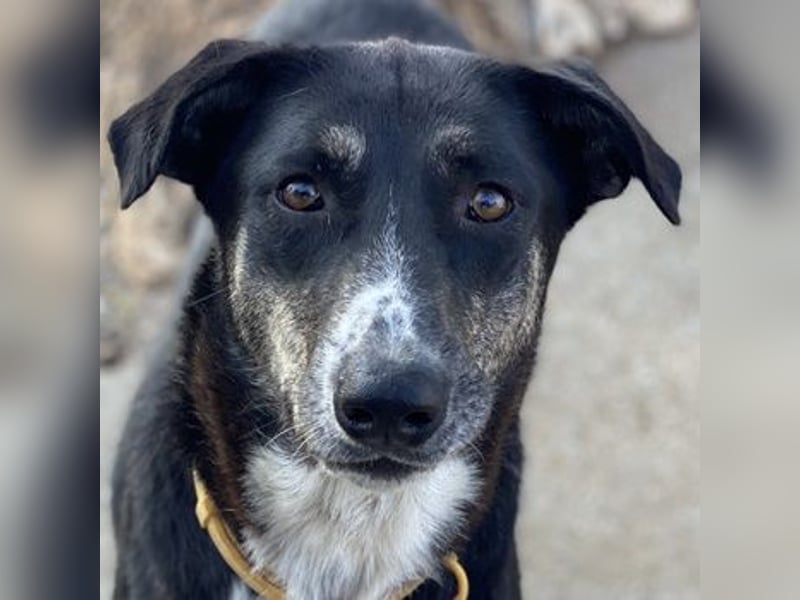 Mareen, geb. 12/2017, lebt in GRIECHENLAND, im städt. Tierheim Serres