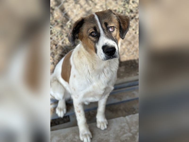 Fiva, geb. ca. 02/2024, lebt in GRIECHENLAND, im städt. Tierheim Serres