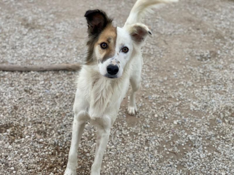 Motti, geb. ca. 07/2023, lebt in GRIECHENLAND, im städt. Tierheim Serres