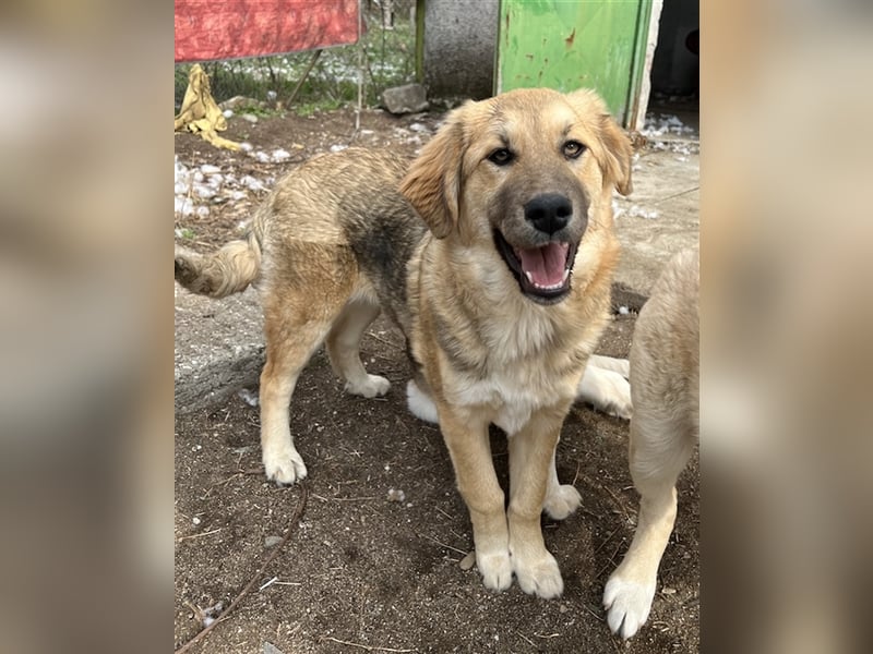 Luana, geb. ca. 10/2023, lebt in GRIECHENLAND, auf einem Gelände, auf dem die Hunde notdürftig verso