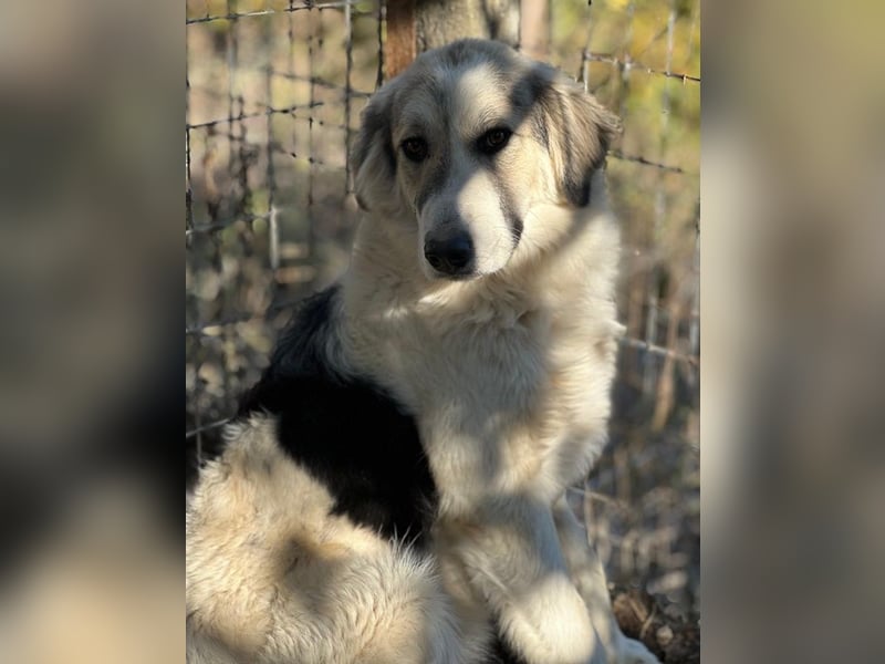 Sally Brown, geb. ca. 12/2023, lebt in GRIECHENLAND, auf einer privaten Pflegestelle