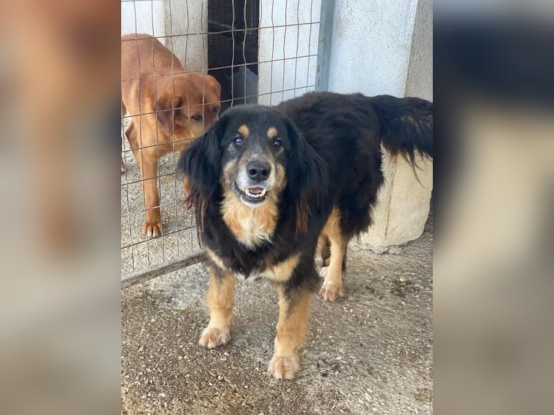 Serena, geb. ca. 04/2021, lebt in GRIECHENLAND, im städt. Tierheim Serres