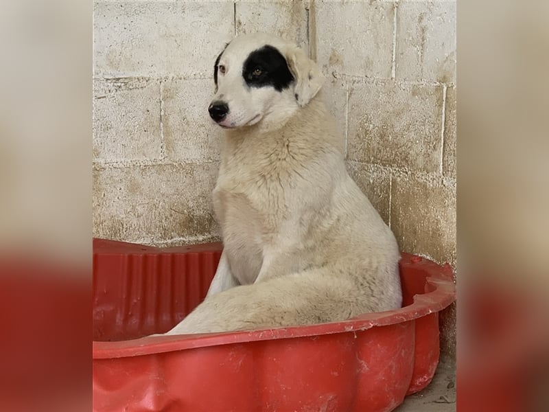 Kiba, geb. ca. 06/2023, lebt in GRIECHENLAND, auf einer privaten Pflegestelle