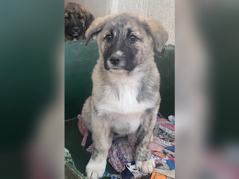 Soya, geb. ca.10/2025, lebt in GRIECHENLAND, im städt. Tierheim Serres