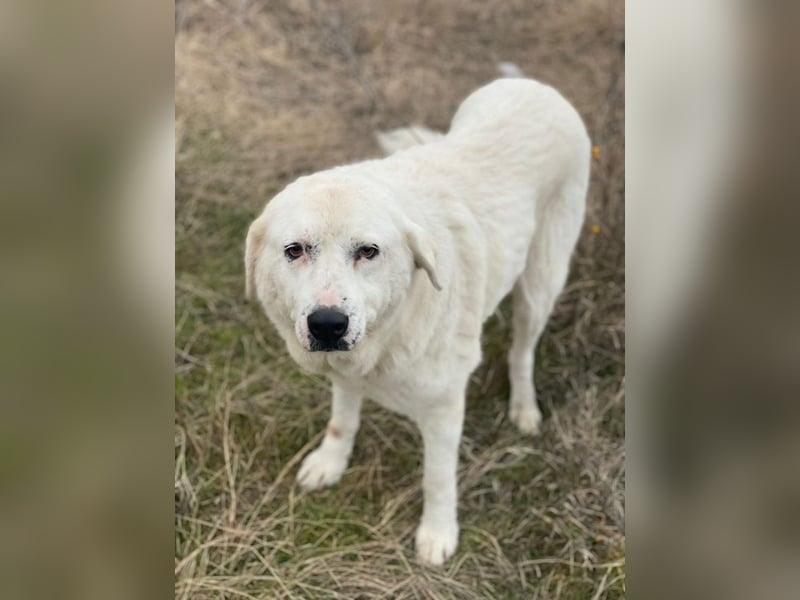 Sanni, geb. ca. 08/2018, lebt in GRIECHENLAND, im städt. Tierheim Serres