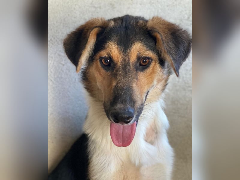 Kati, geb. ca. 03/2025, lebt in GRIECHENLAND, im städt. Tierheim Serres