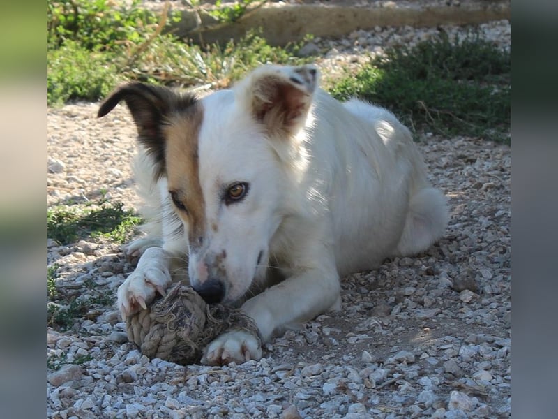 Motti, geb. ca. 07/2023, lebt in GRIECHENLAND, im städt. Tierheim Serres