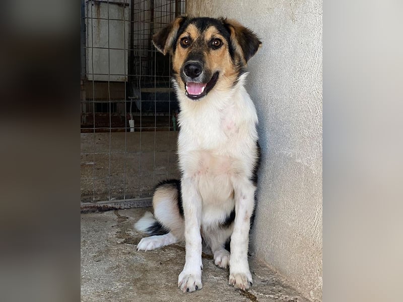 Kati, geb. ca. 03/2025, lebt in GRIECHENLAND, im städt. Tierheim Serres