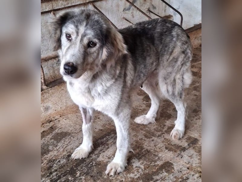 Taika, geb. ca. 07/2024, lebt in GRIECHENLAND, auf einer privaten Pflegestelle