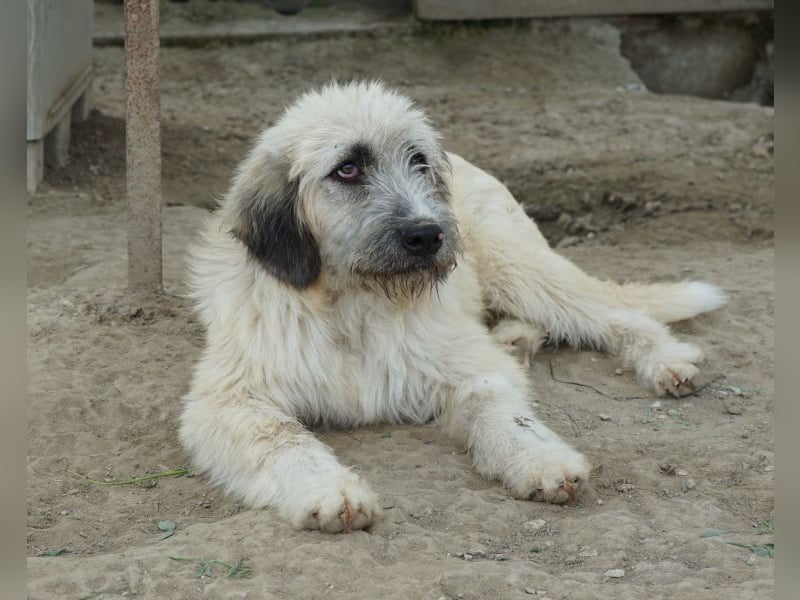 Taigo, geb. ca. 09/2025, lebt in GRIECHENLAND, im städt. Tierheim Serres