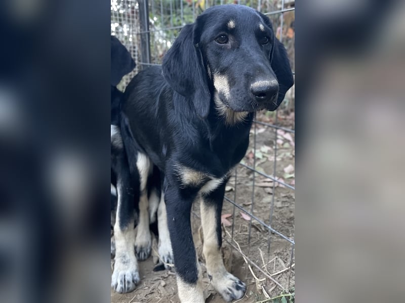 Blueberry, geb. ca. 06/2023, lebt in GRIECHENLAND, auf einer privaten Pflegestelle