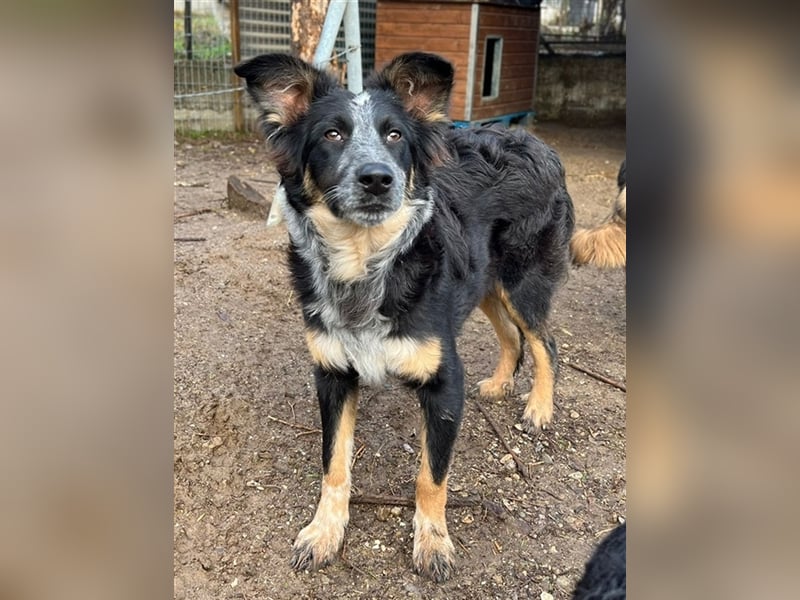 Talom, geb. ca. 03/2022, lebt in GRIECHENLAND, auf einer privaten Pflegestelle