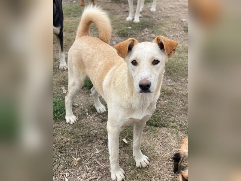 Kalena, geb. ca. 01/2025, lebt in GRIECHENLAND, im städt. Tierheim Serres