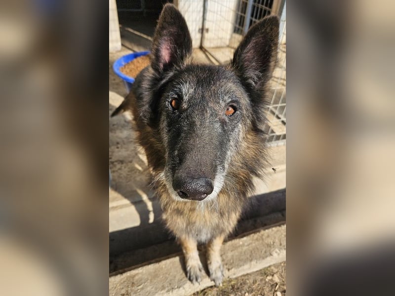 Faxe, geb. ca. 11/2017, lebt in GRIECHENLAND, im städt. Tierheim Serres