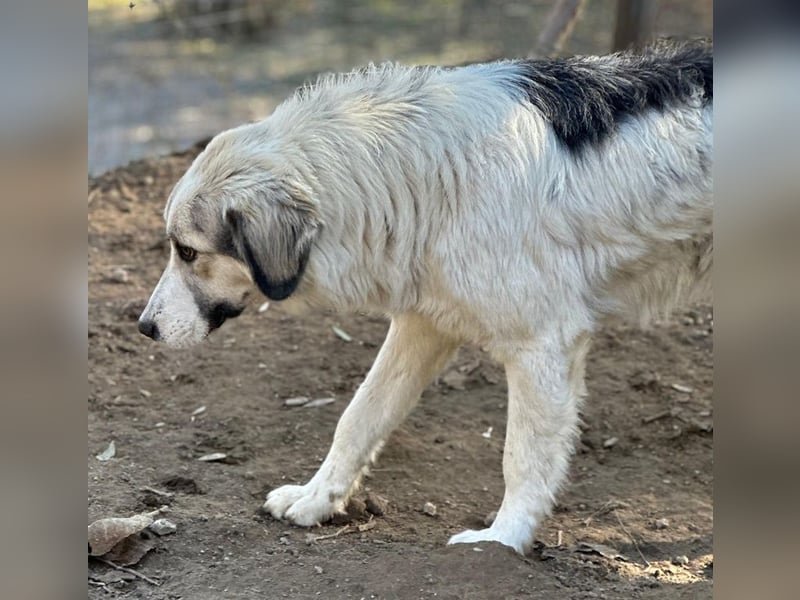 Sally Brown, geb. ca. 12/2023, lebt in GRIECHENLAND, auf einer privaten Pflegestelle