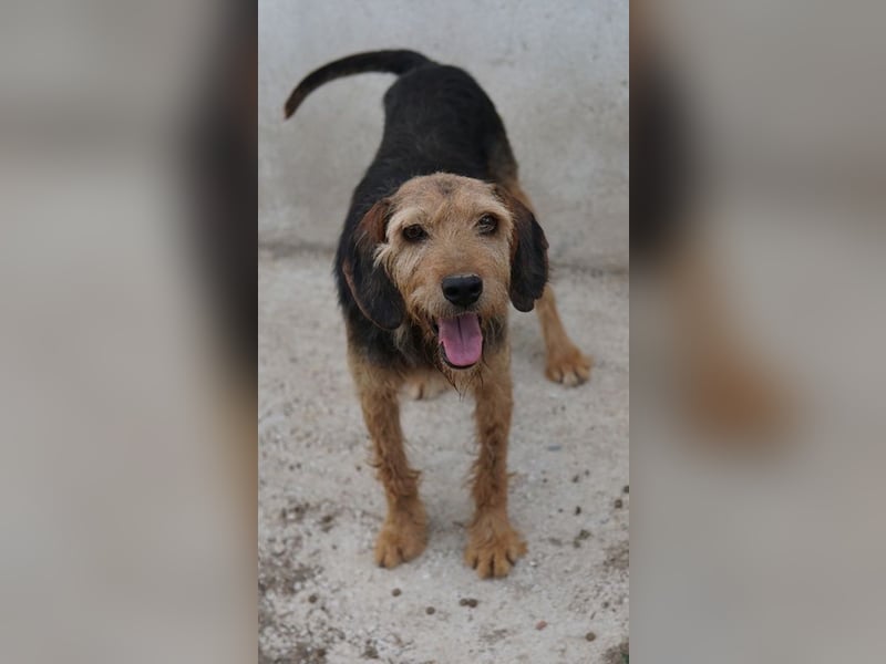 Yasko, geb. ca. 11/2022, lebt auf einer Pflegestelle in 44649 Herne