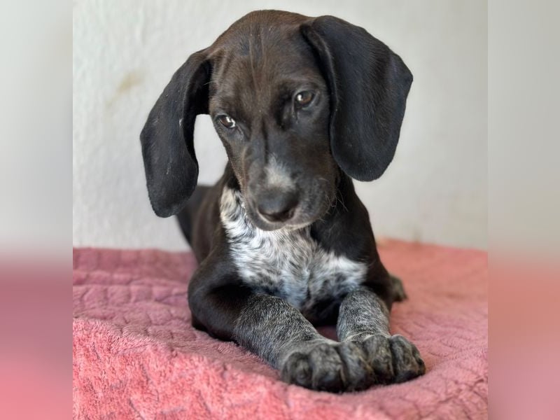 Kiki, geb. ca. 06/2026, lebt in GRIECHENLAND, im städt. Tierheim Serres