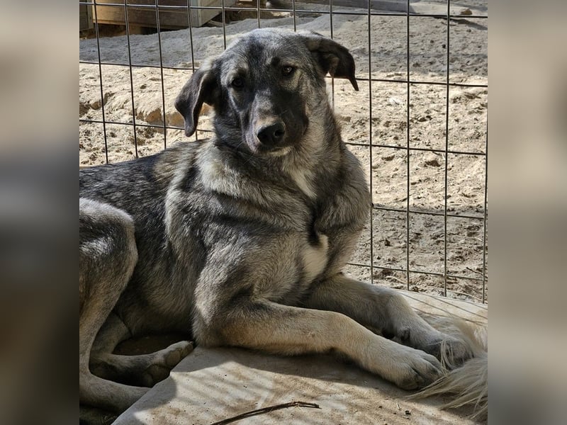 Nina Chuba, geb. ca. 02/2024, lebt in GRIECHENLAND, im städt. Tierheim Serres
