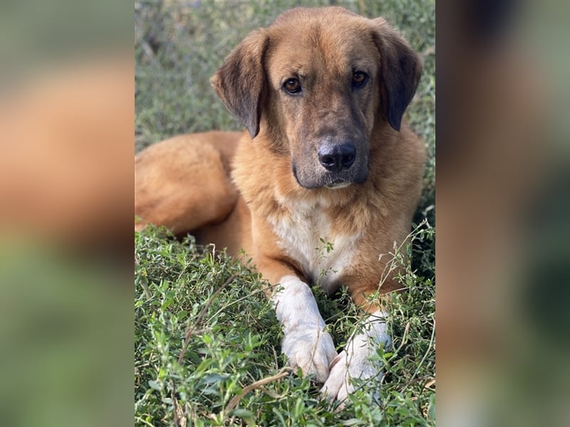 Maletto, geb. ca. 09/2018, lebt in GRIECHENLAND, im städt. Tierheim Serres