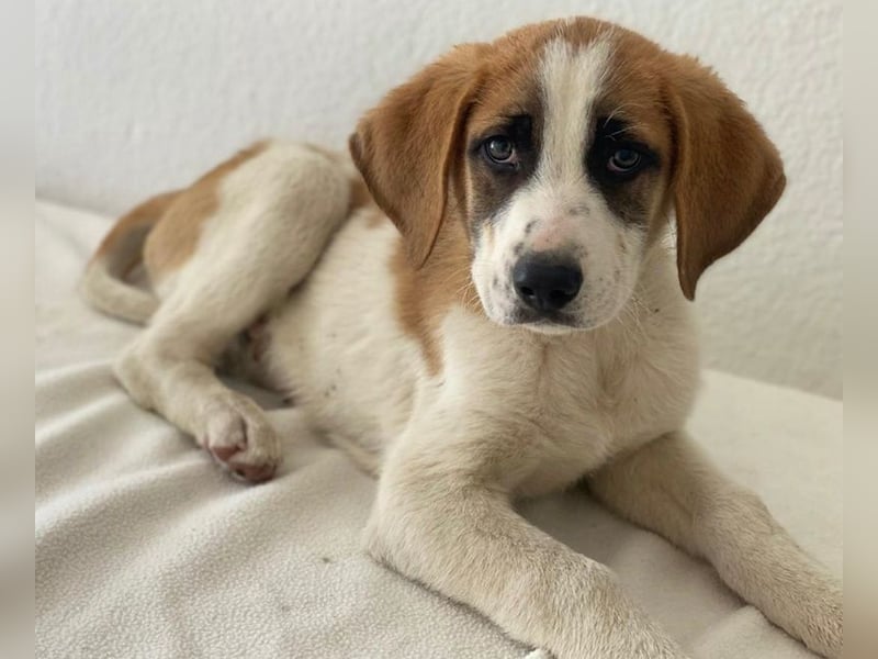 Pimock, geb. 03/2025, lebt in GRIECHENLAND, im städt. Tierheim Serres